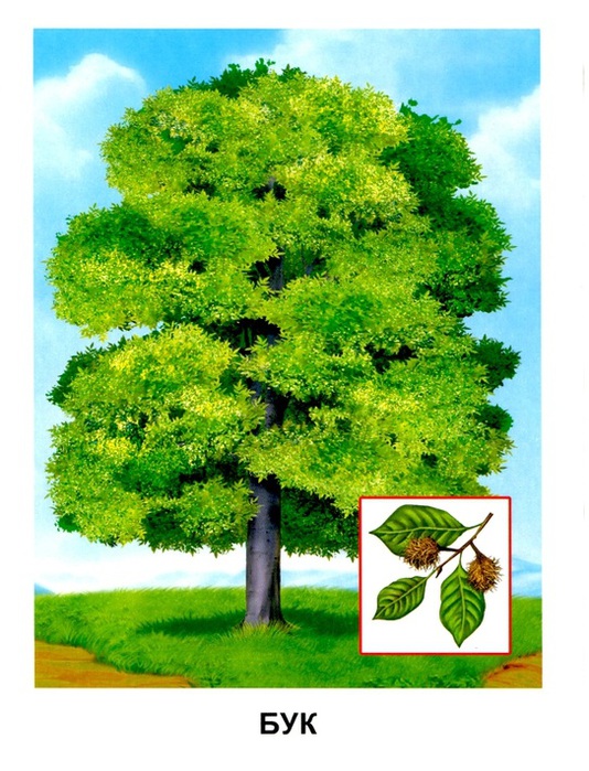 Деревья10 (534x700, 158Kb)